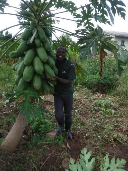 Through Permaculture we can feed our nation, this pawpaw is one our product in Greenland Village Farming Project.