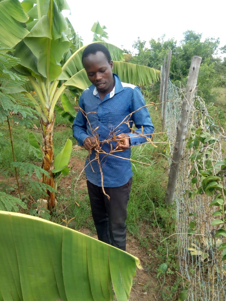 making seeds from spider kale