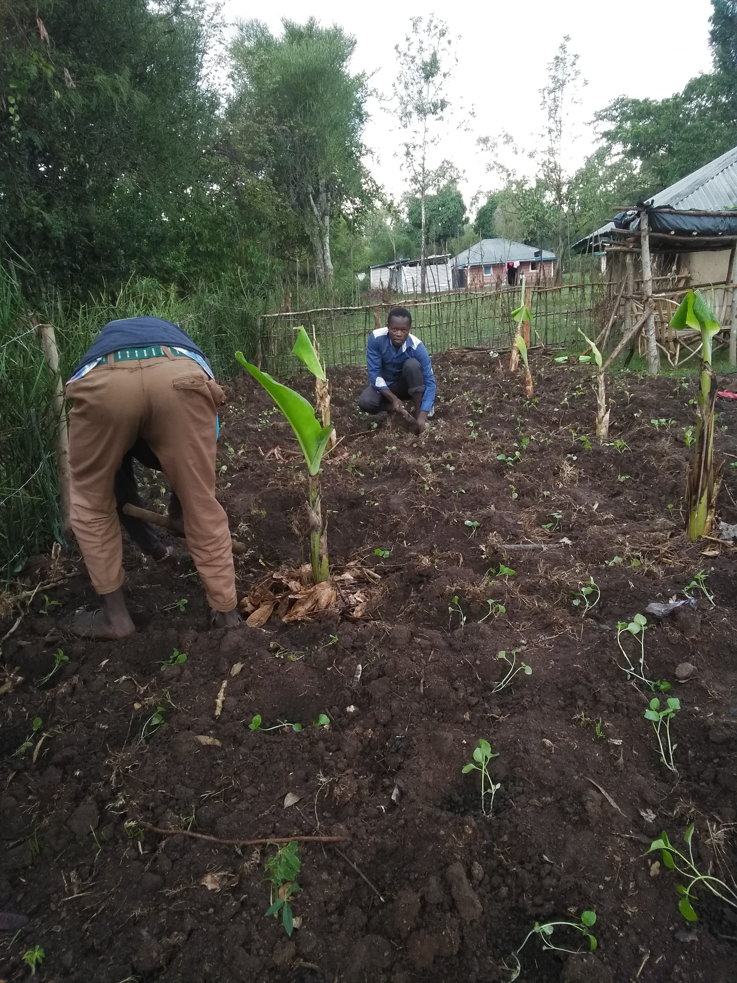 banana plants