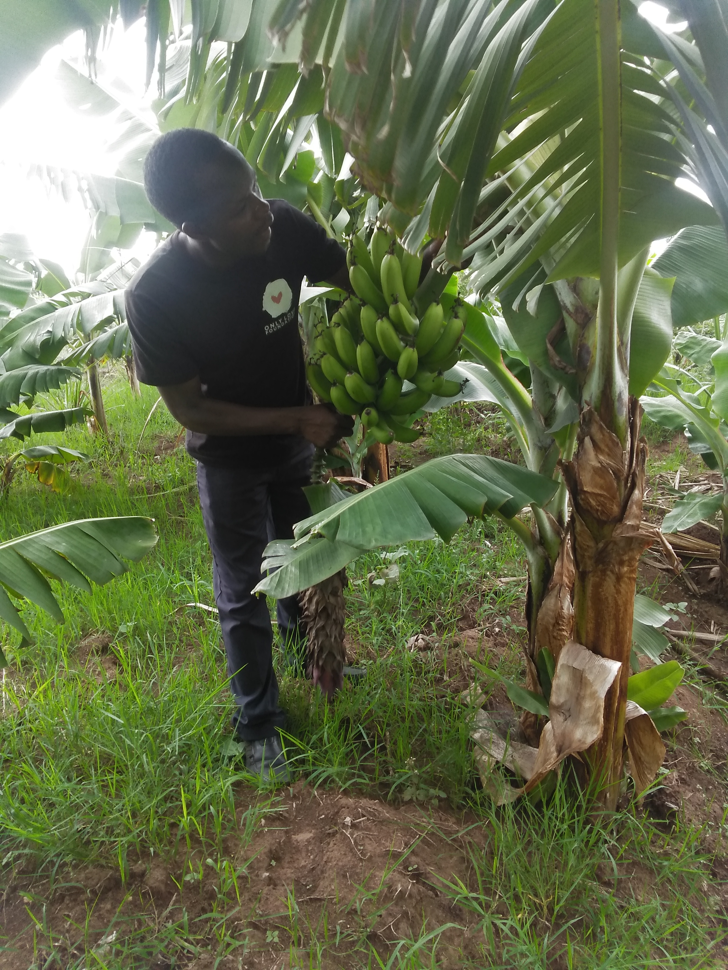 banana plants