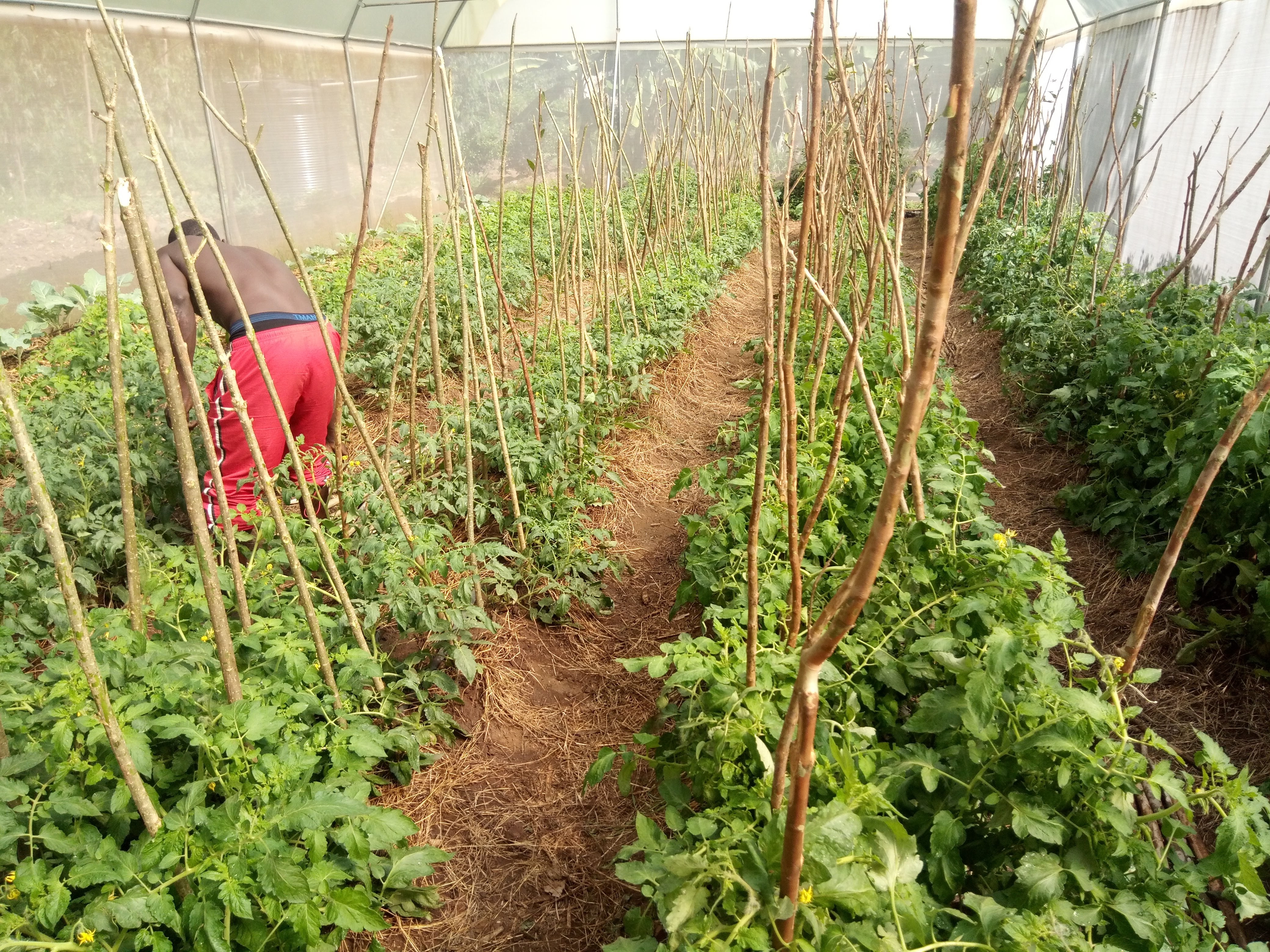 Tomatoes in greenhouse with mulch 