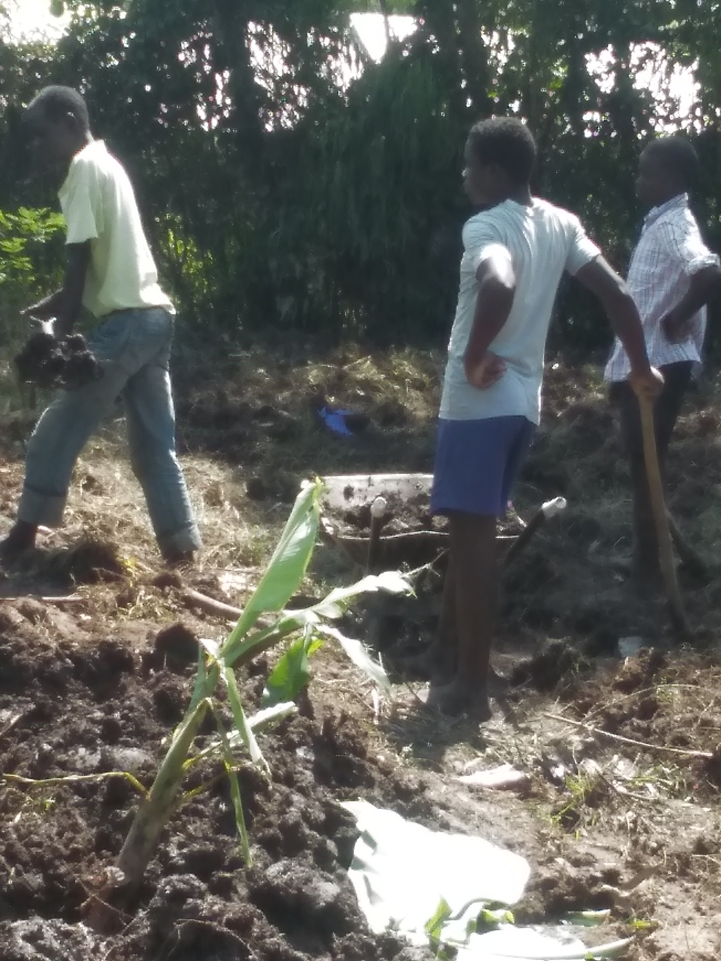 planting banana