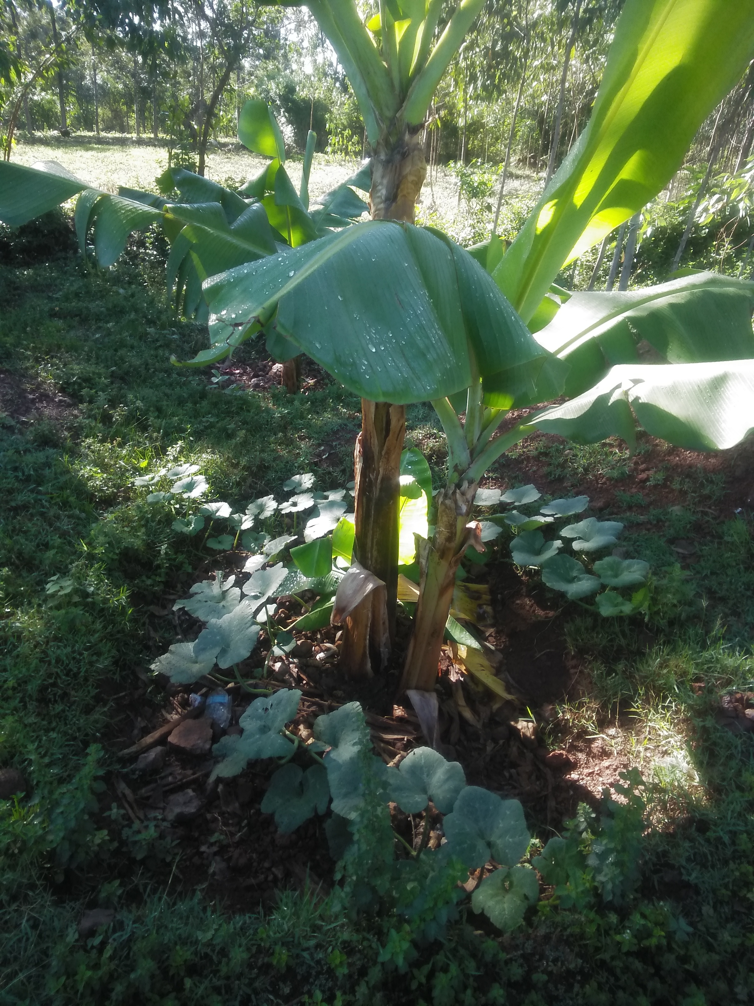 Mulching using pumpkin