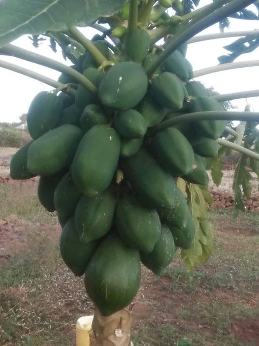 Pawpaw