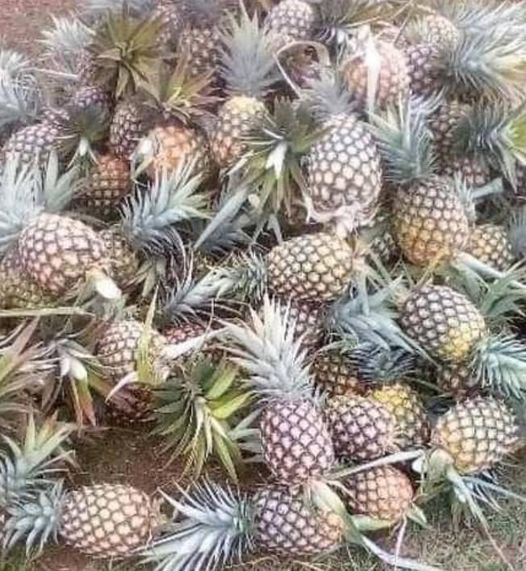 This pineapple are products from greenland village farming project.