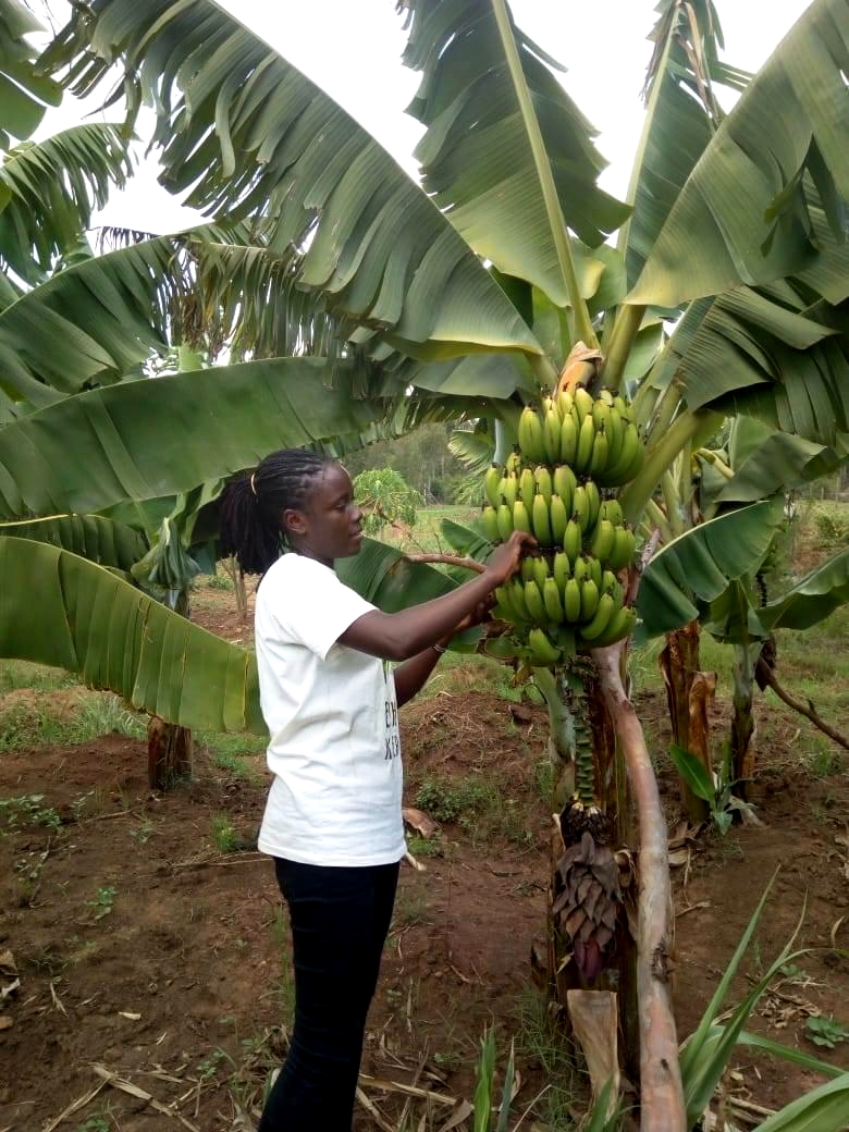  get banana from banana gill
