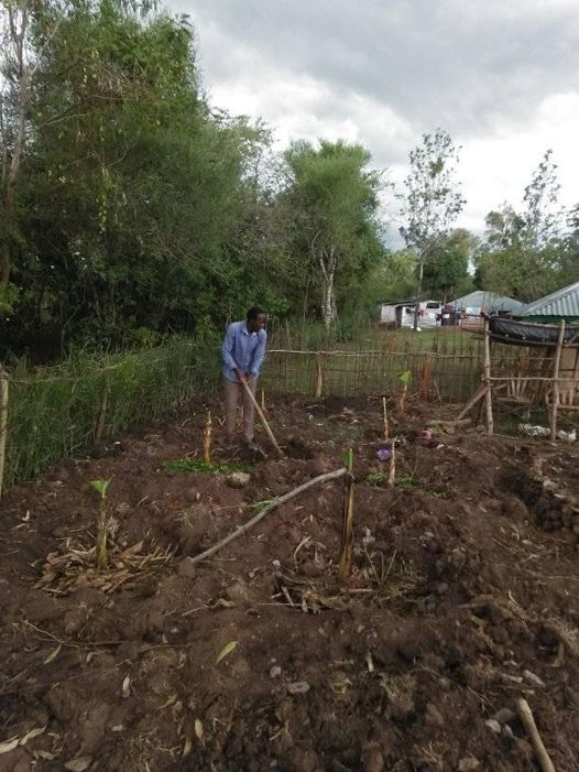 field with young bananas