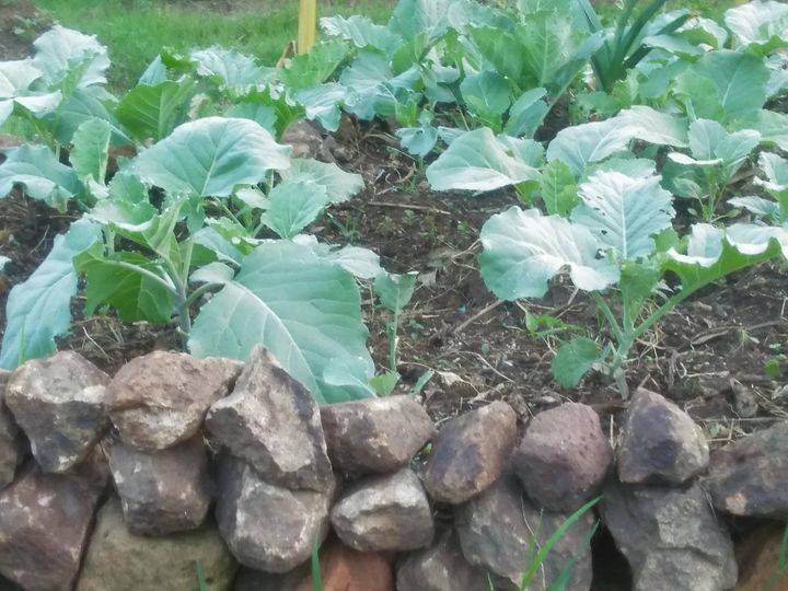 kale