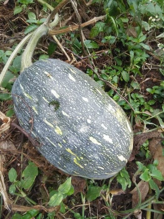 Pumpkin 