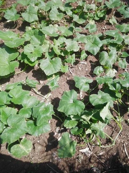 Greenland village farming project pumpkin plantation