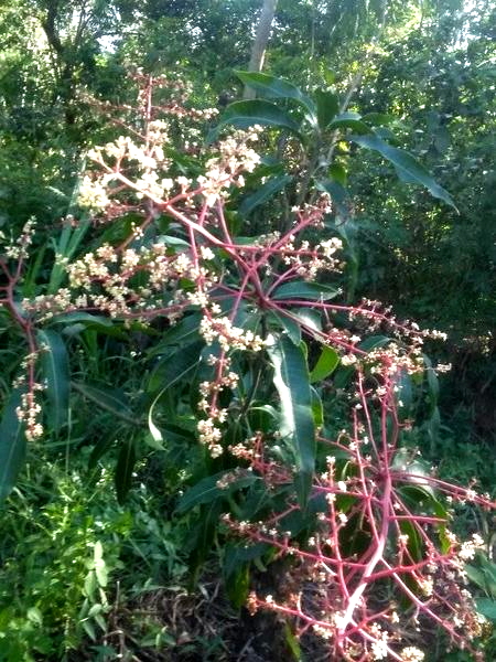 Mango Tree Flowers