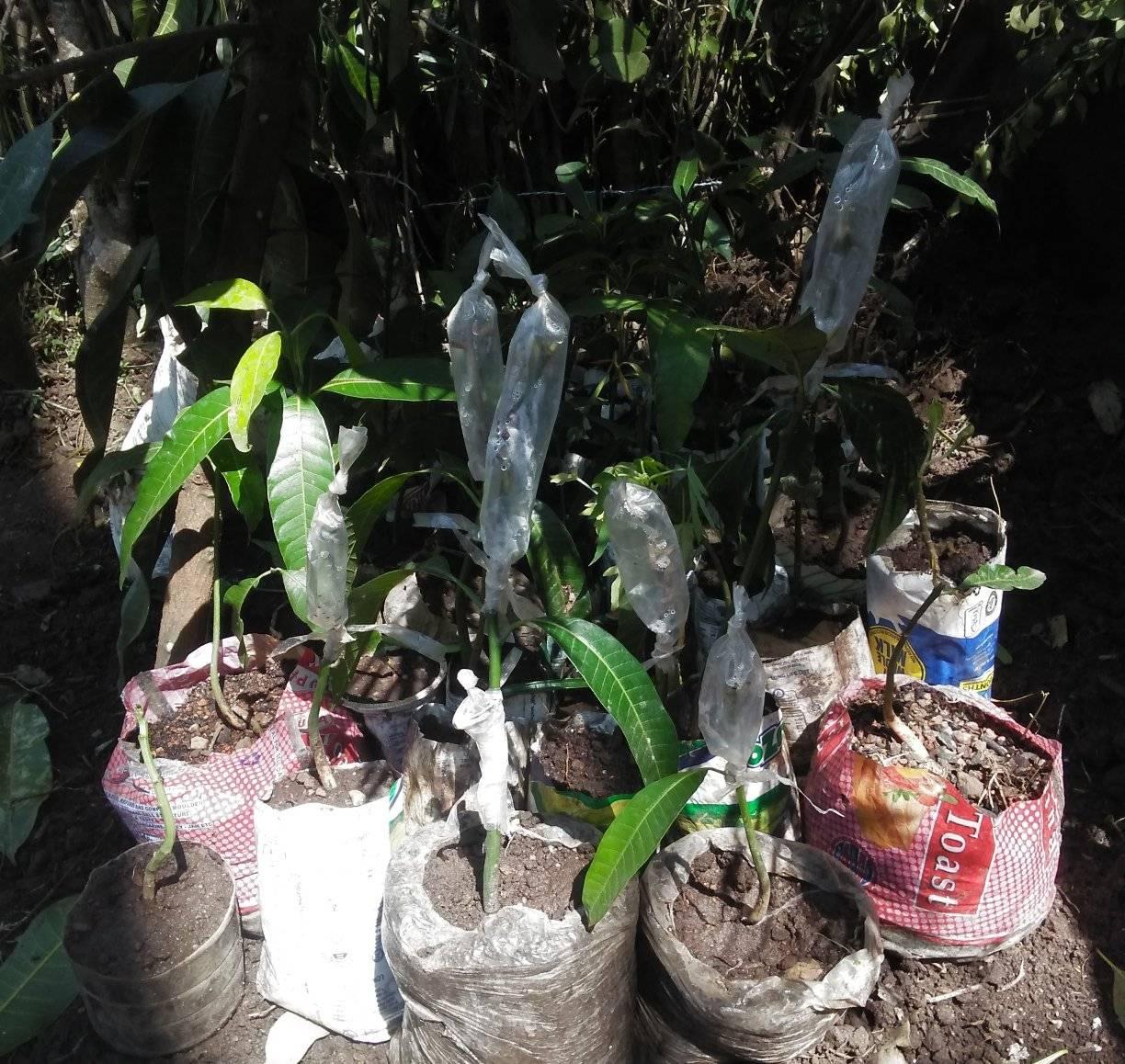 Young Mango Trees