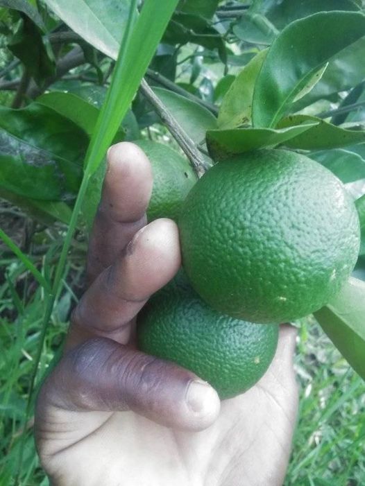 Grafted orange from greenland village farming project