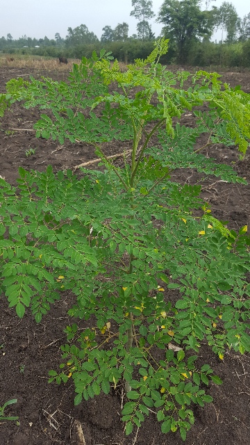Moringa tree